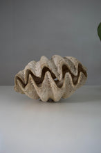 Rare Antique Giant Tridacna Clam Shell – Natural Specimen, 14 Inches, Authentic Clam Centrepiece