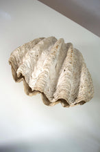 Rare Antique Giant Tridacna Clam Shell – Natural Specimen, 14 Inches, Authentic Clam Centrepiece