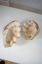 Rare Antique Giant Tridacna Clam Shell – Natural Specimen, 14 Inches, Authentic Clam Centrepiece