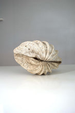 Rare Antique Giant Tridacna Clam Shell – Natural Specimen, 14 Inches, Authentic Clam Centrepiece